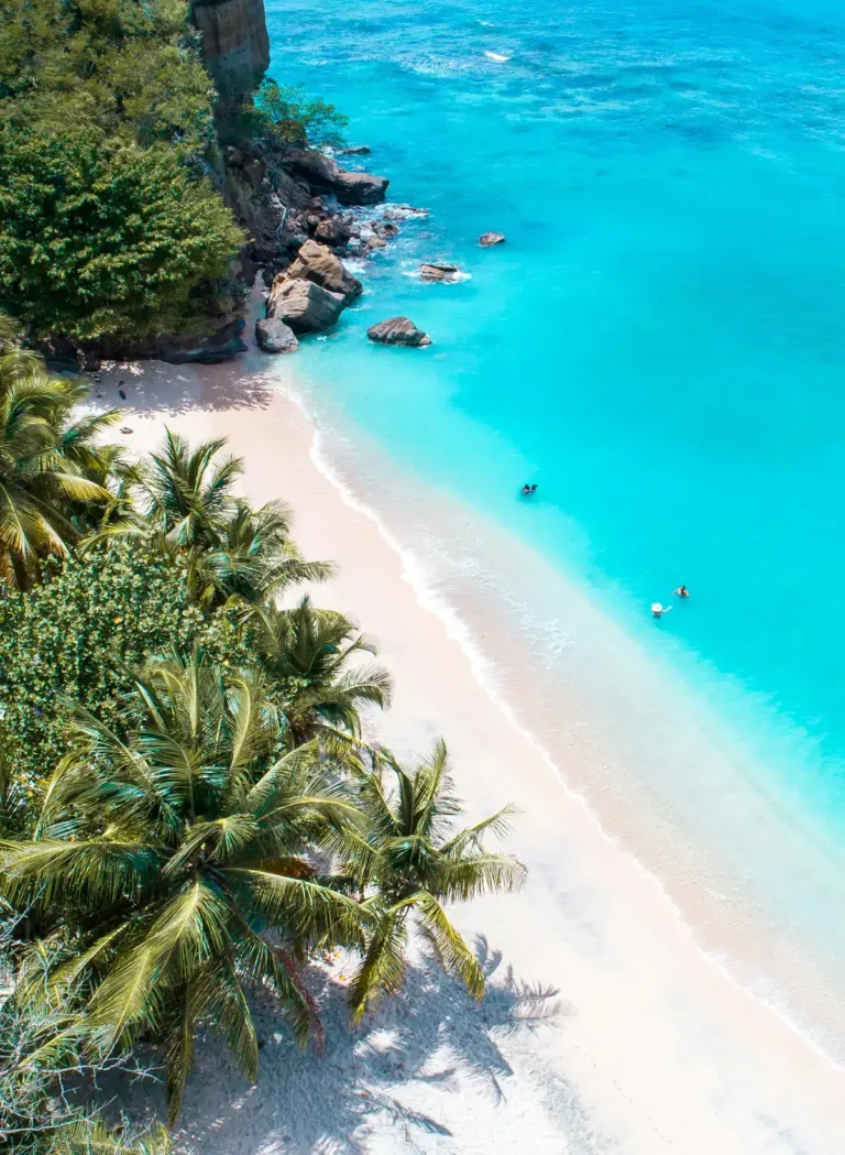 Tropical beach with palm trees and turquoise water from above